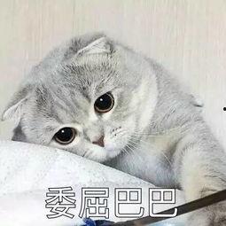 娱乐吃瓜君猫猫生气歌